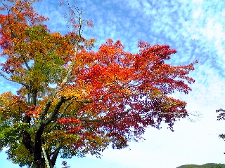 うろこ雲と紅葉