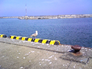 ウミネコだよね